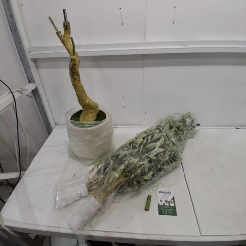 REALEAD ARTIFICIAL OLIVE TREE - 6FT - GREEN (MODEL: REJTGLSXP01-6FT) image 2