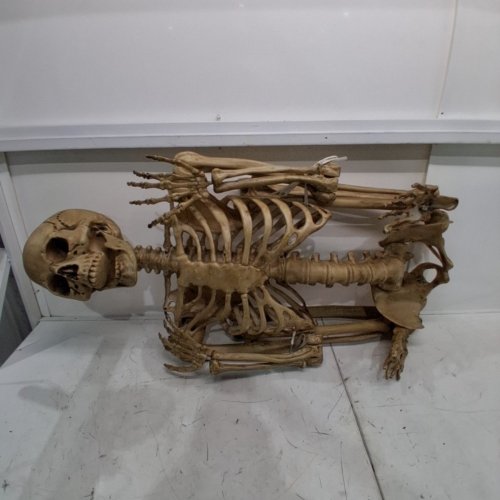 LARGE POSEABLE SKELETON HALLOWEEN DECORATION - 7FT - NATURAL BONE (MODEL: 1929692) image 2