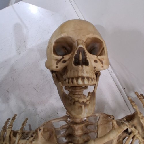 LARGE POSEABLE SKELETON HALLOWEEN DECORATION - 7FT - NATURAL BONE (MODEL: 1929692) image 3