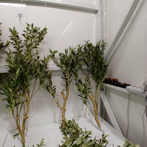 PHYTREE ARTIFICIAL OLIVE TREE - 7FT - GREEN image 4