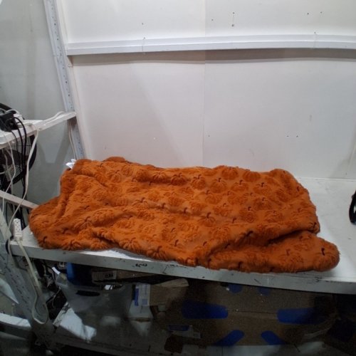 EMBROIDERED PUMPKIN PRINT PLUSH BLANKET - 60" X 70" - ORANGE (ITEM: 1901555) image 2