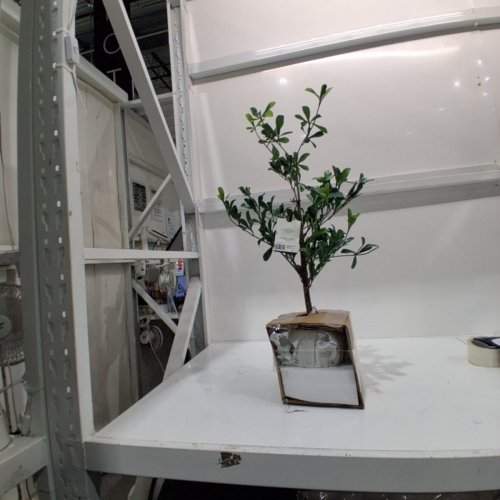 ARTIFICIAL MAGNOLIA TREE - GREEN image 3