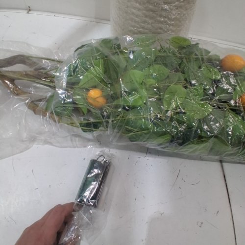 GARVEE INDOOR PRE POTTED ARTIFICIAL LEMON TREE - 6FT - GREEN (MODEL: PHK_33YKLM3A) image 3