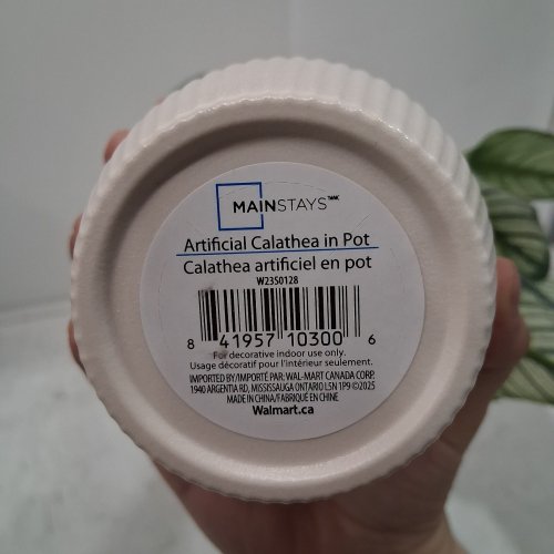 MAINSTAYS ARTIFICIAL CALATHEA IN POT - 10" - GREEN AND WHITE (ITEM: W23S0128) image 2