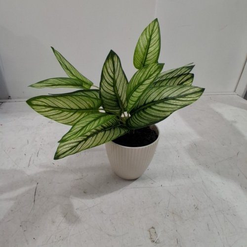 MAINSTAYS ARTIFICIAL CALATHEA IN POT - 10" - GREEN AND WHITE (ITEM: W23S0128) image 3