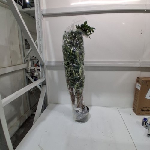BELLACAT FAUX OLIVE TREE 7FT-GREEN- (MODEL:FAUXTOLIVE2504) image 2