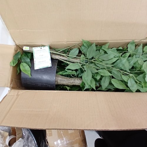 WARMPLANTS ARTIFICIAL FICUS TREE - 7FT - FICUS image 3