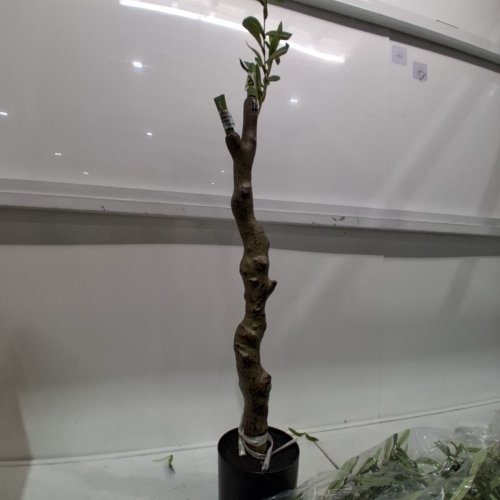 FEELEAD FAUX OLIVE TREE WITH NATURAL OLIVE BRANCHES & REALISTIC LEAVES - 7FT image 2