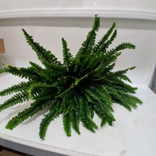 LARGE ARTIFICIAL BOSTON FERN PLANT - PLANT ONLY image 3