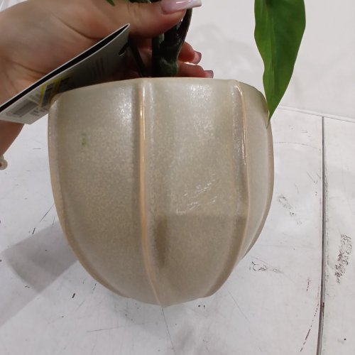 HEARTH AND HAND LARGE PHILODENDRON PLANT IN DECORATIVE POT -BEIGE/GREEN image 4