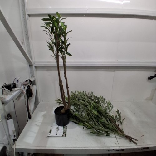 ARTIFICIAL REALISTIC OLIVE TREE - 6FT image 2