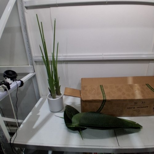 ARTIFICIAL BIRD OF PARADISE FAUX PLANT - 6FT - WHITE POT (MODEL: LRJ-BP-1.8M) image 3