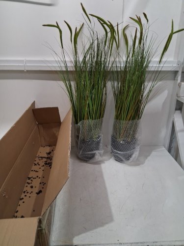 2PK KOL artificial cattail grass decoration - 3FT - Green/Black pot (Model: D463B02) image 3