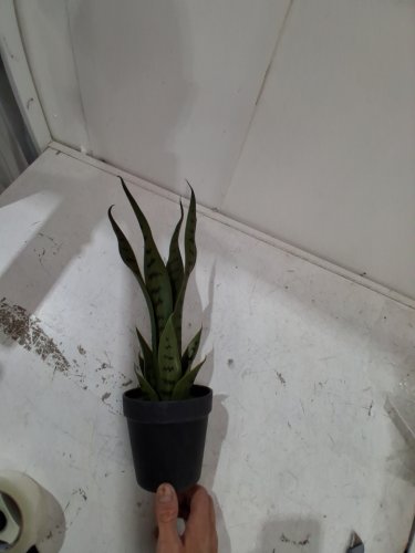 TEQIN Potted Artificial Snake Plant- 24"-green/black image 4