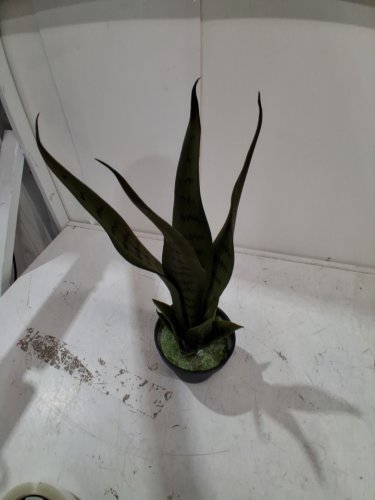 TEQIN Potted Artificial Snake Plant- 24"-green/black image 2